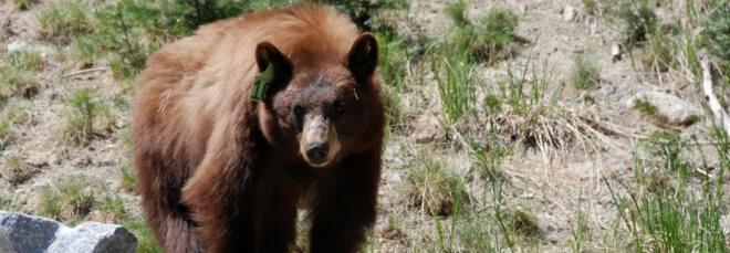 black bear in Yosemite National Park