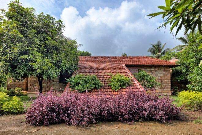 plants growing up a terracotta roof