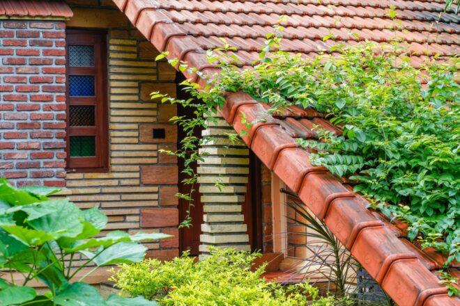 close-up of plants growing on a terracotta roof