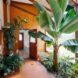 outdoor patio with palm tree