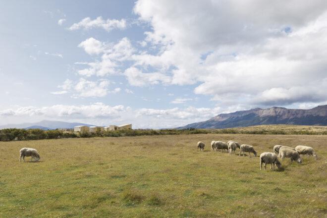 sheep in foreground and wood cabins on the horizon