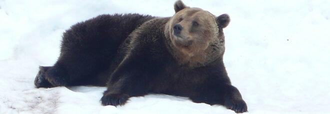 a brown bear laying in the snow