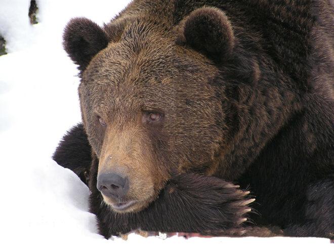 a closeup of a brown bear's face