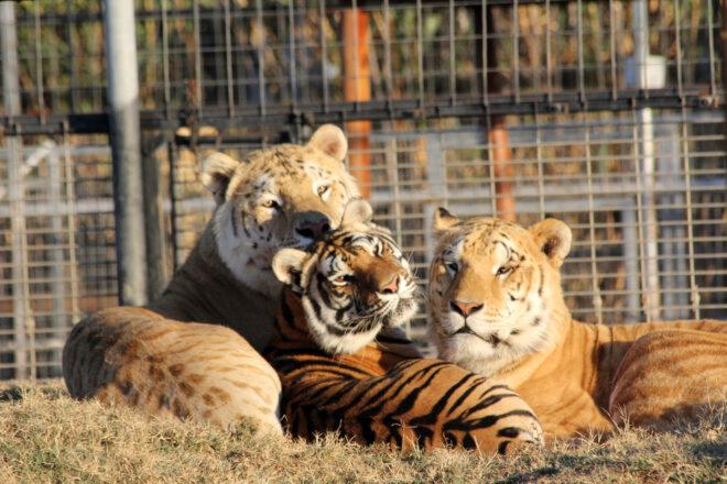 tigers in cages at Greater Wynnewood Exotic Animal Park