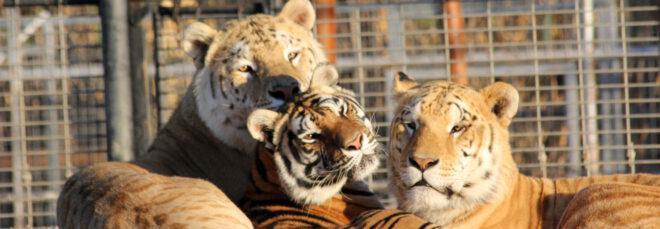 tigers in cages at Greater Wynnewood Exotic Animal Park