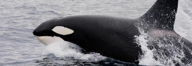 an orca emerging from the water