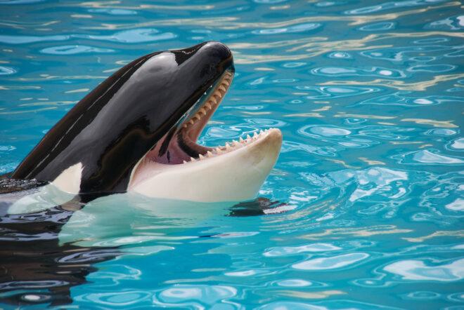 an orca peaking its head out above water