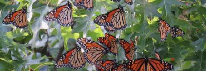 monarch butterflies roosting in an oak tree