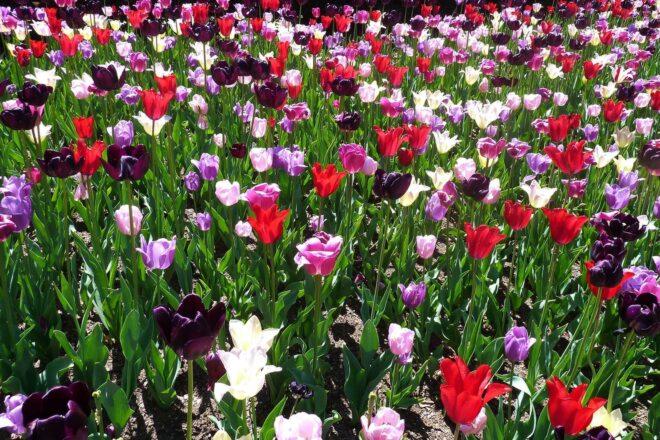 field of tulips in Central Park