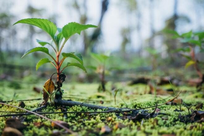 tree sprouting from ground in forest