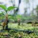 tree sprouting from ground in forest