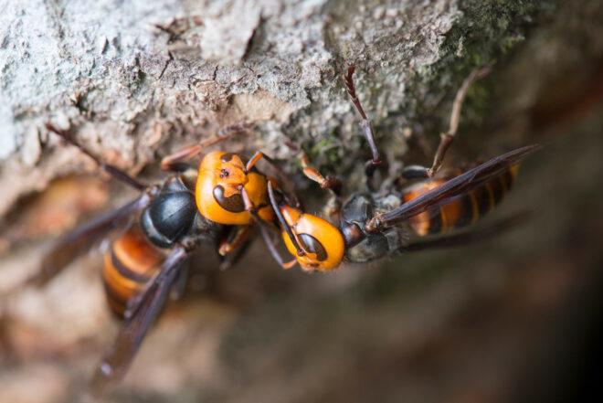 giant yellow and black hornets on a rock