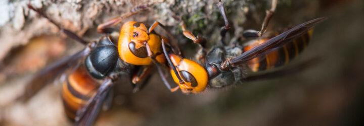 giant yellow and black hornets on a rock