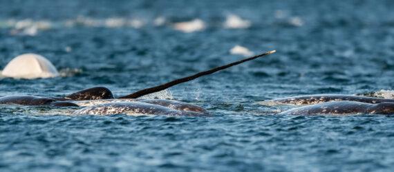 Pod of narwhals feeding at the surface, Lancaster Sound, Baffin Island, Canada.