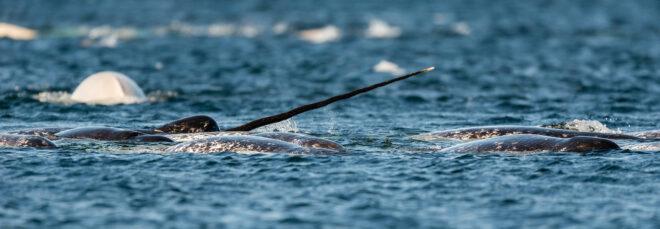 Pod of narwhals feeding at the surface, Lancaster Sound, Baffin Island, Canada.