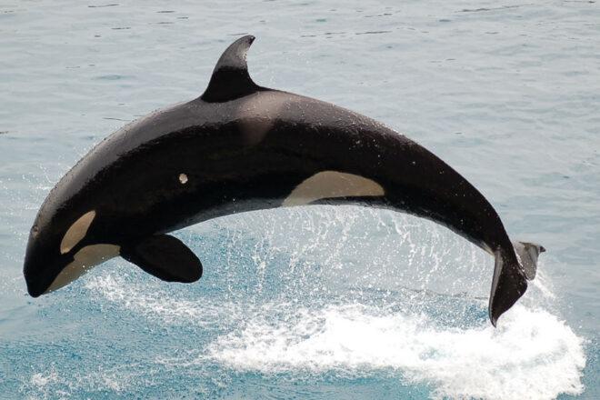 an orca jumping out of the water