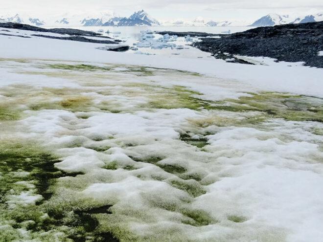 Antarctic snow covered in green algae