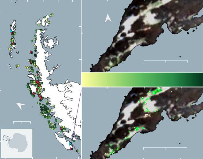 map of snow algae across Antarctica