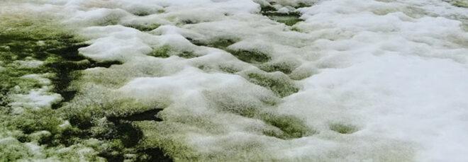 Antarctic snow covered in green algae