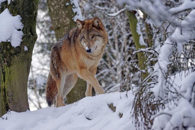 a wolf walking through a snowy woodland area