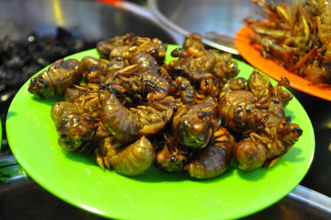 a green plate full of cooked cicadas