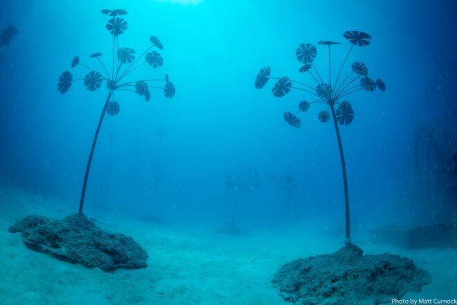 large plants in the ocean