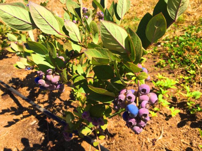 a berry bush with purple and blue-colored berries