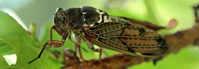a close-up of a cicada on a tree branch