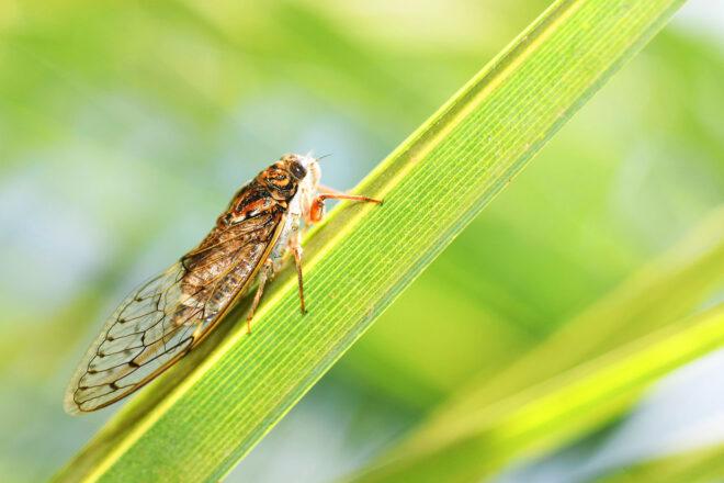 a cicada perched on a blade of grass