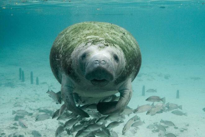Manatee and fish swimming in the ocean