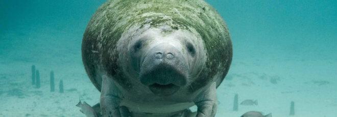 Manatee and fish swimming in the ocean
