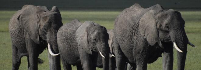 three elephants walking