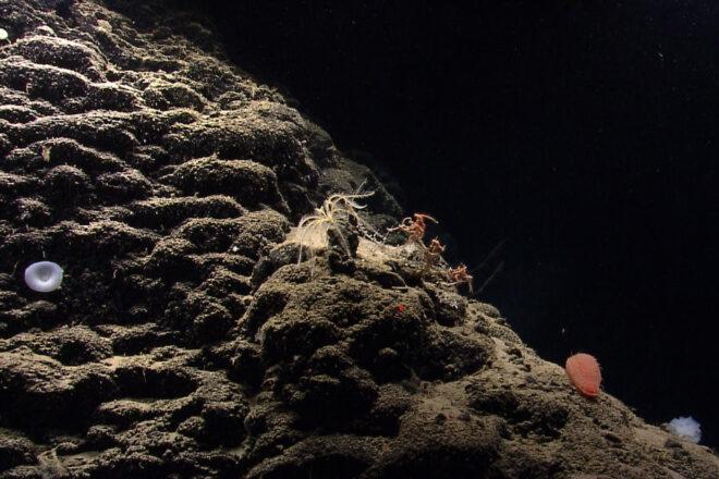 lily-like white sponge, yellow feather star crinoid, orange holothurian, and multiple brittle stars on a bamboo coral