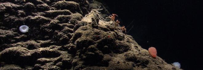 lily-like white sponge, yellow feather star crinoid, orange holothurian, and multiple brittle stars on a bamboo coral