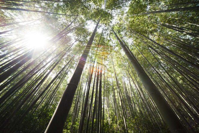 an image looking up at tall trees with sunlight filtering through the foliage