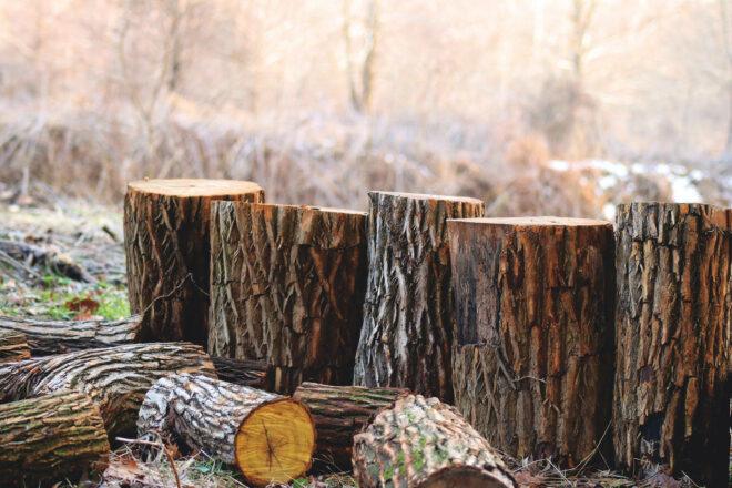 five cut tree stumps