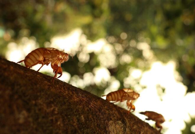 three cicadas on a tree branch