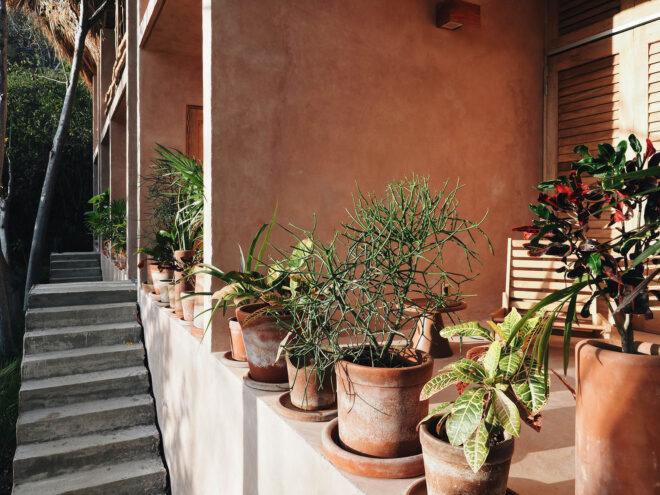 a building with dusty pink walls next to a concrete staircase. green potted plants sit on the ledge between the building and stairs.
