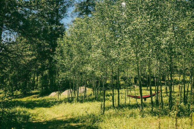 lone red hammock in a forest
