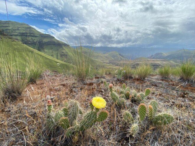 cactus with yellow flower in foreground with mountains in the distance