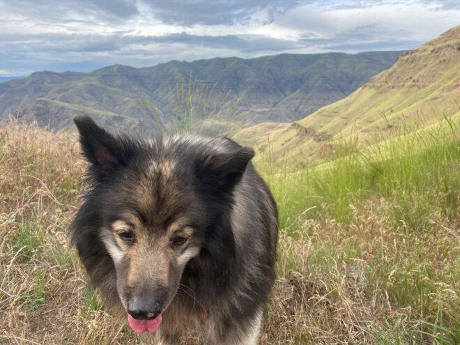 Brown dog on a trail with mountains in the background