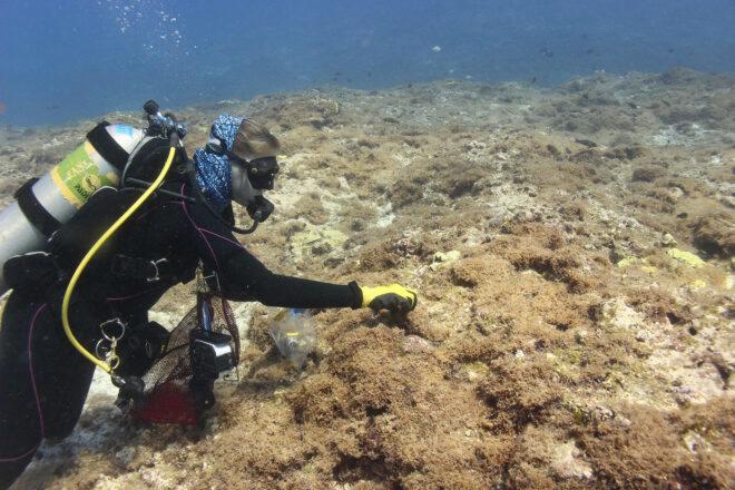 a scuba diver reaching out toward underwater algae