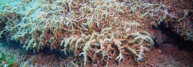 a close-up of underwater algae