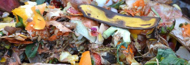 pile of food peels and scraps