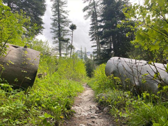 fallen logs on either side of a forest trail