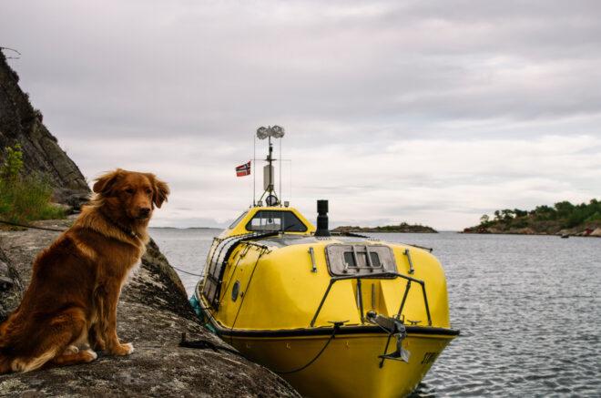 dog on a rock beside a docked yellow boat