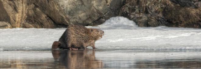 beaver walking near water in snowy landscape