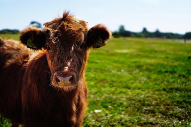 to the left, a brown cow in the foreground, with green grass to the right and in the background.