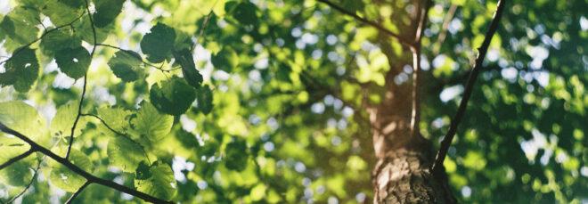 sunlight shining through leaves on a tree