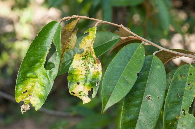 plant with diseased leaves